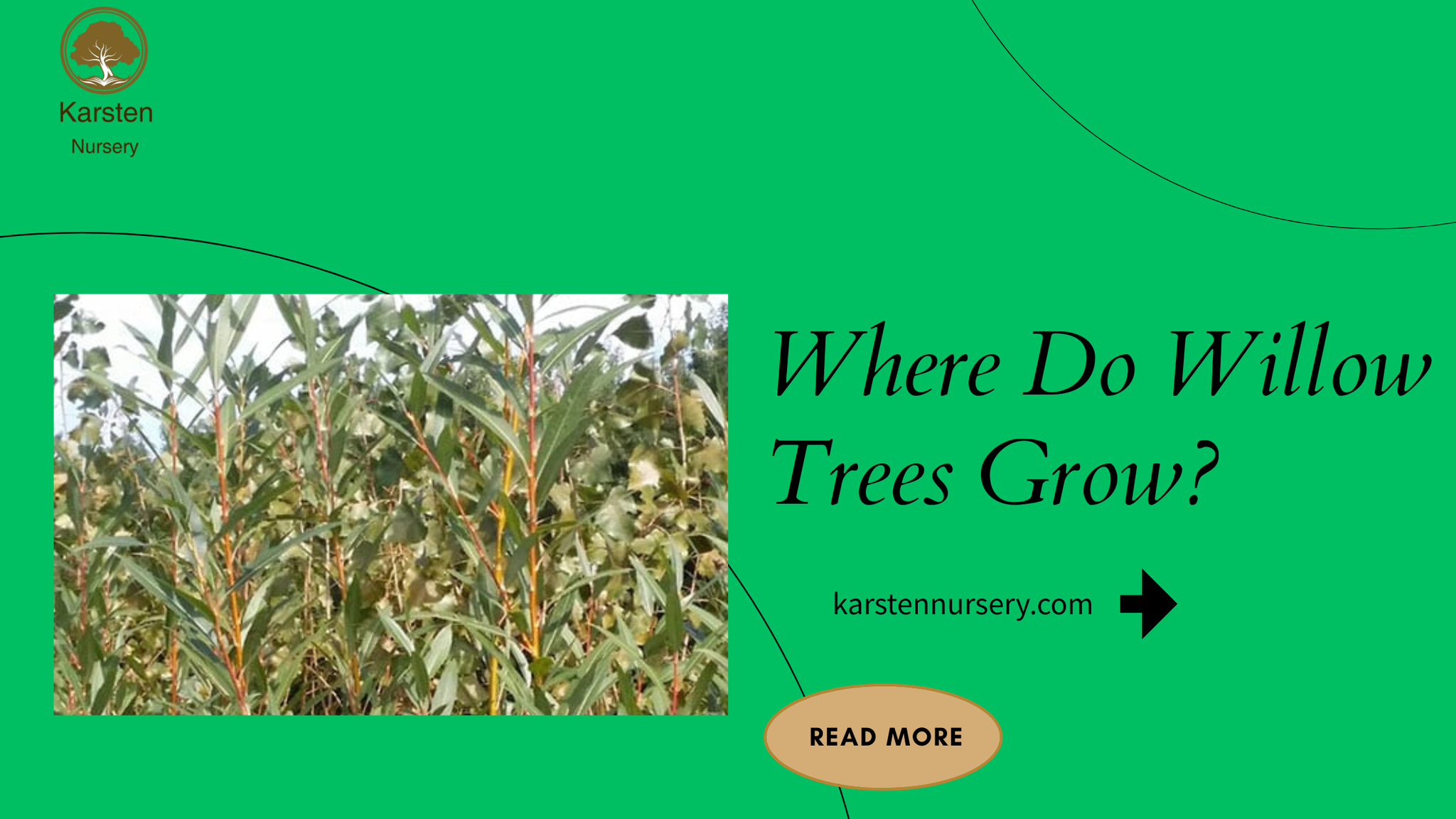 Where Do Willow Trees Grow?