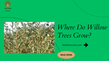 Where Do Willow Trees Grow?