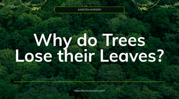 Why do Trees Lose their Leaves?