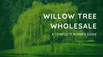 Willow Tree Wholesale