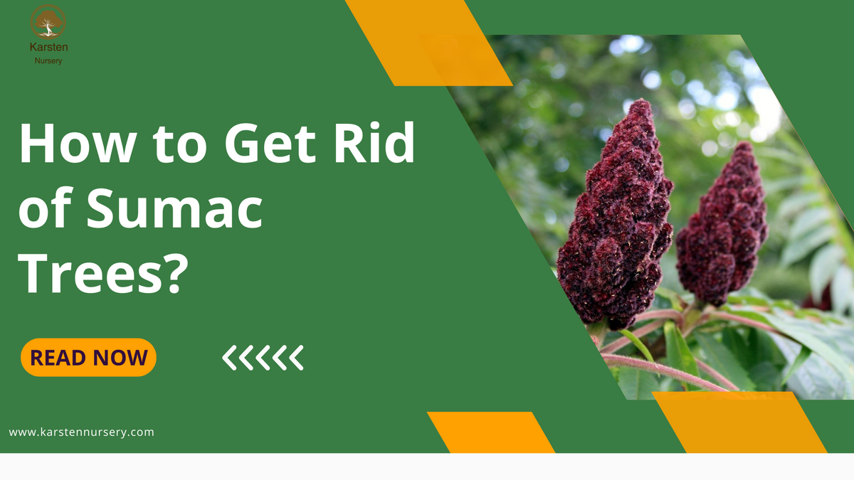 How to Get Rid of Sumac Trees? | Karsten Nursery Tips