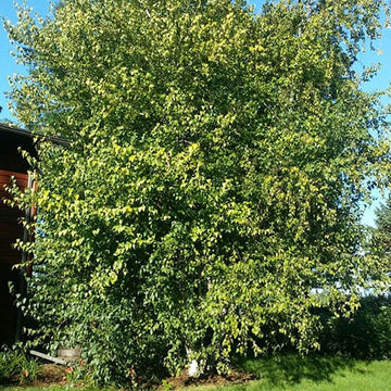 Birch Tree