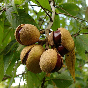 Buckeye Trees