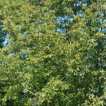 Cherry Trees