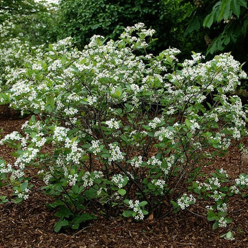 Chokeberry Shrub