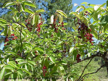 Chokecherry Shrub