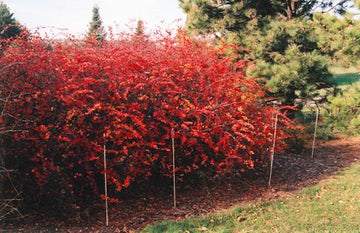 Cotoneaster Shrubs