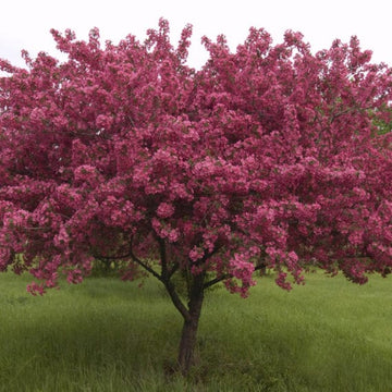 Crabapple Trees