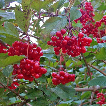 Cranberry Bush