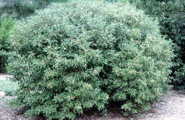 Dogwood Shrub
