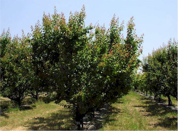 Apricot Tree