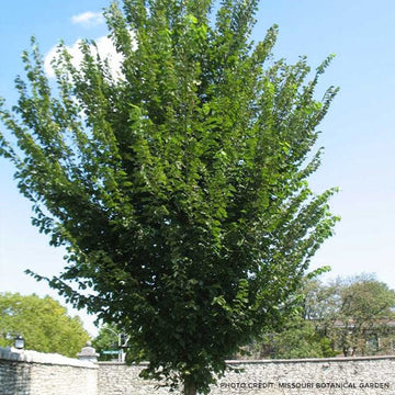 Elm Tree