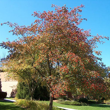 Hawthorn Tree