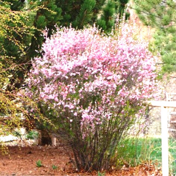 Almond Shrub
