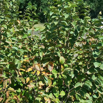 Hazelnut Shrub