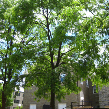 Honeylocust Tree