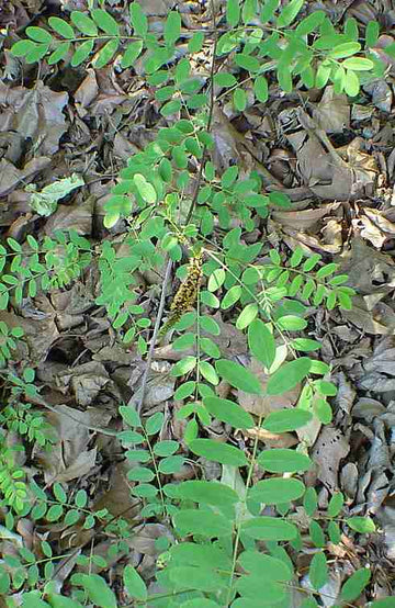 Indigo Shrub
