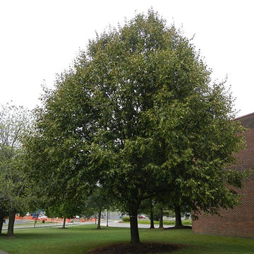 Linden Tree