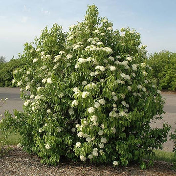 Nannyberry Shrub