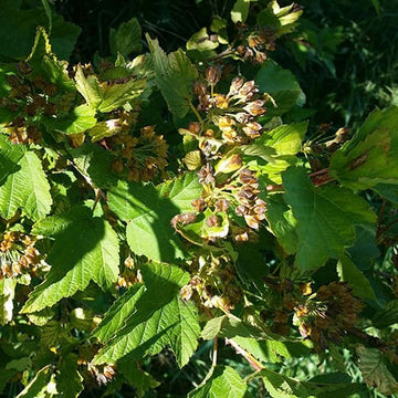 Ninebark Shrub