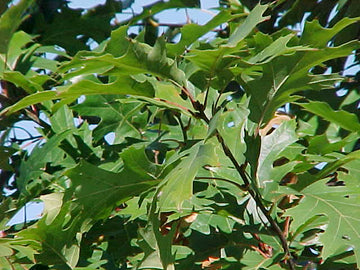 Oak Trees