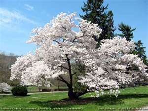 Plum Trees