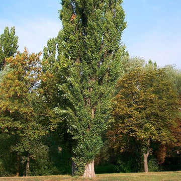Poplar Trees