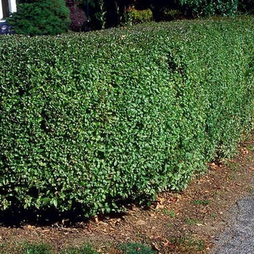 Privet Shrub