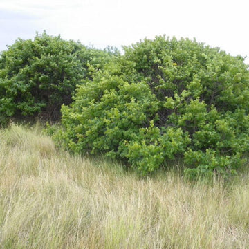 Sumac Shrub