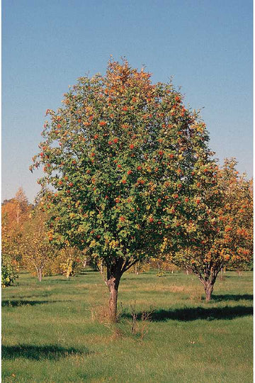 Ash Tree