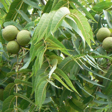 Walnut Tree