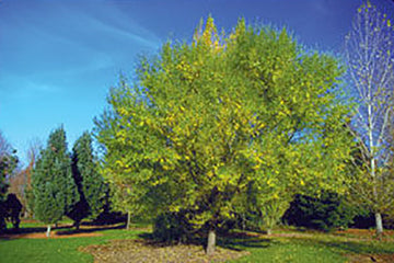 Willow Trees