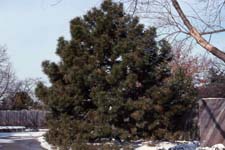 Pine Trees