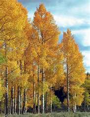 Aspen Tree
