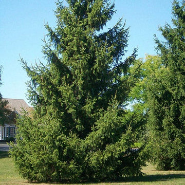 Spruce Tree