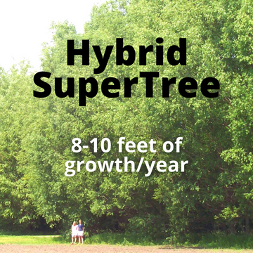 SuperTree