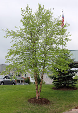 Tree in a garden with a house and flag in the background