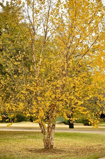 Tree with yellow leaves in a park setting