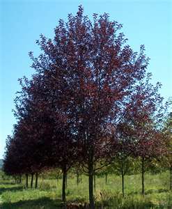 Cherry, Canada Red (bundles of 25)