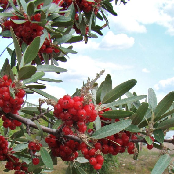 Buffaloberry bush growing in dry terrain with clusters of orange-red berries.