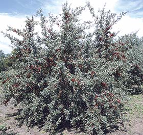 Buffaloberry bush growing in dry terrain with clusters of orange-red berries.