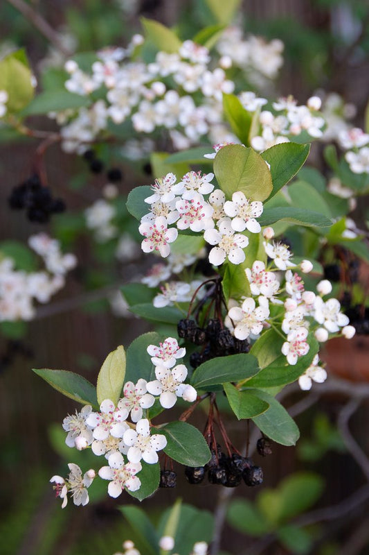 Chokeberry, Black (McKenzie) (25 per bundle)