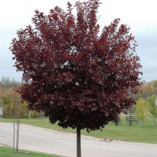 Cherry, Canada Red (bundles of 25)