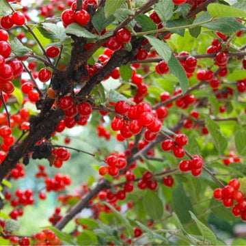 Cherry, Nanking (bundles of 25)