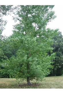 Cottonwood, Common (bundles of 25)