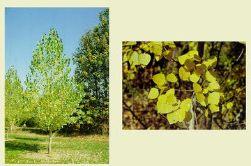 Cottonwood, Male (bundles of 25)