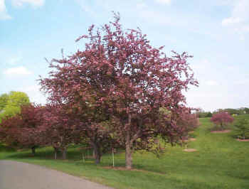 Grab Red Splendor Crabapple (Malus ‘Red Splendor’)