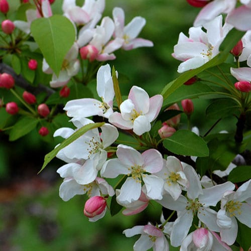 Crabapple, Siberian (25 per bundle)