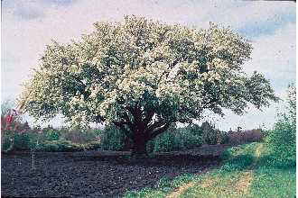 Crabapple, Siberian (25 per bundle)