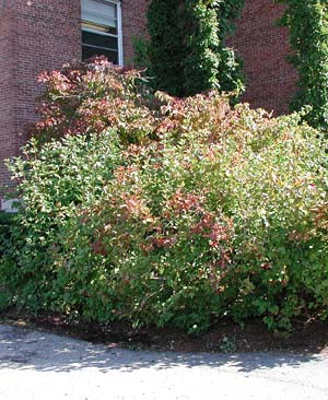 Cranberrybush (25 per bundle)
